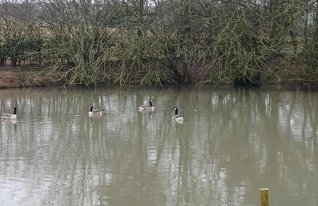 Stowe Fields-1